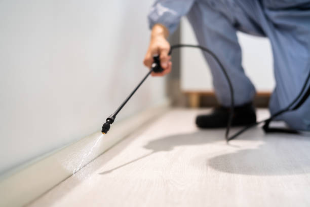 Licensed Wasp Removal service in Key Center, WA - Show Me Pest Control